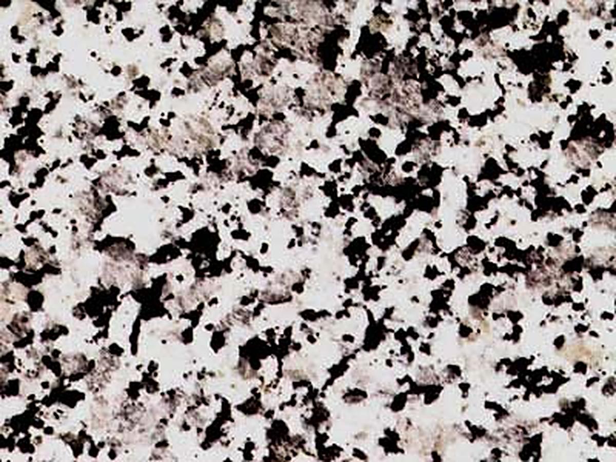 Gris Perla · Fotografia dall’archivio Marmi di Carrara